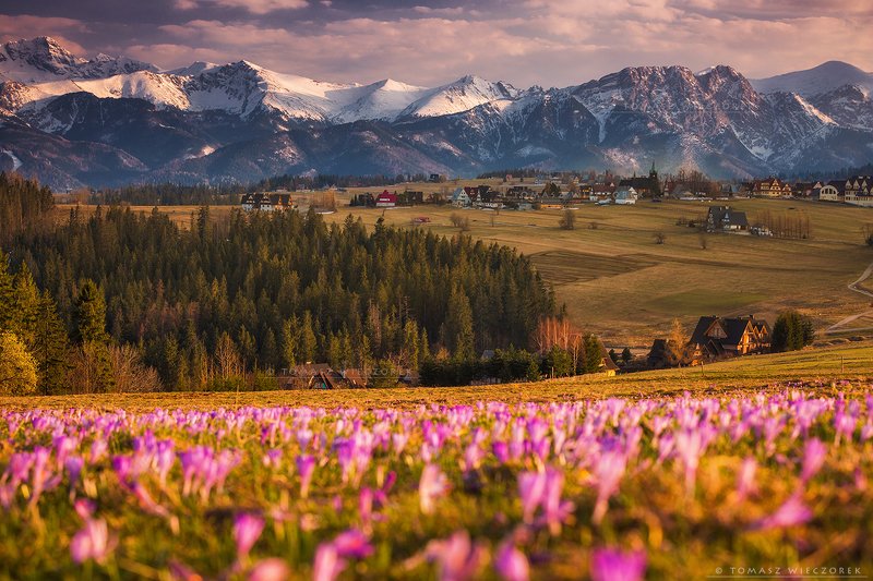 landscape, tatry, tatras. mountains, poland, polish, travel, explore, awesome, amazing, adventure, colours, spring, crocuses Springtime in Poland фото превью