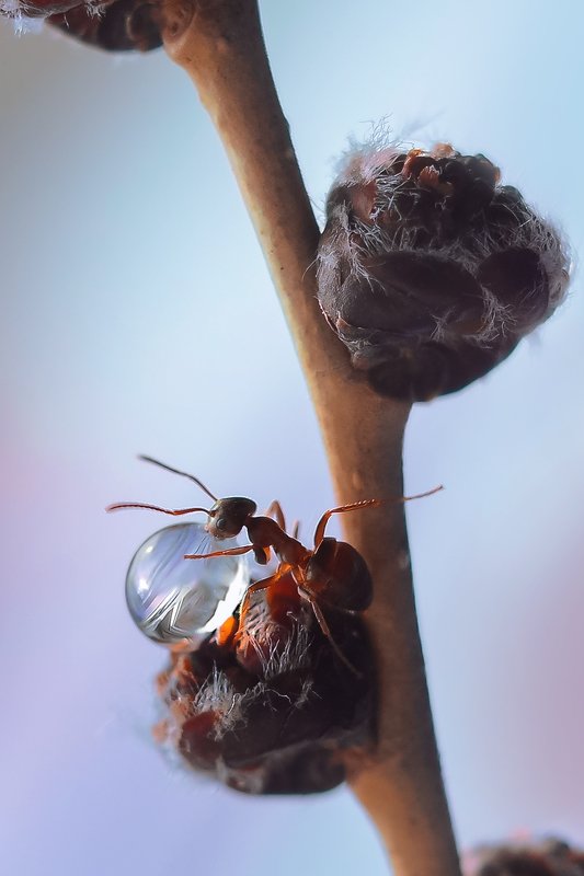 Капля фото превью