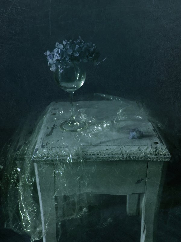 Гортензия фото превью