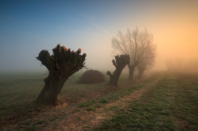 mood, mist, trees, morning, sunrise, light, willows, At the hairdresser фото превью