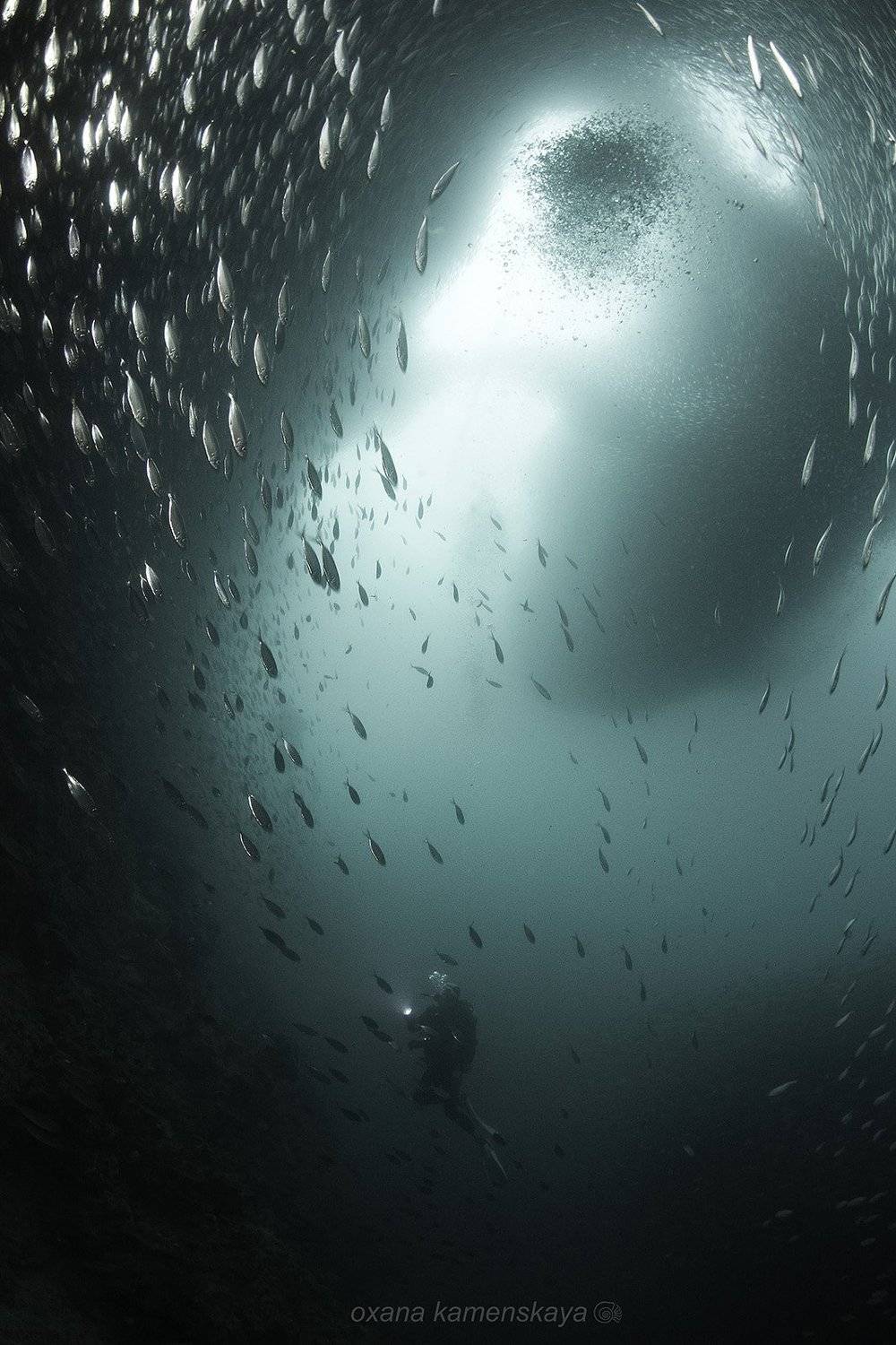 underwater phillipines blue deep diver sardines , Оксана Каменская