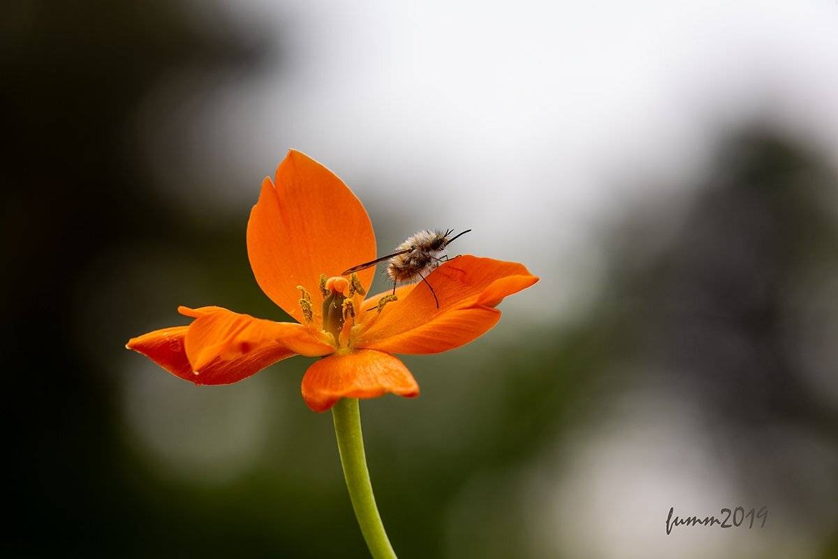 , Игорь ФУММ