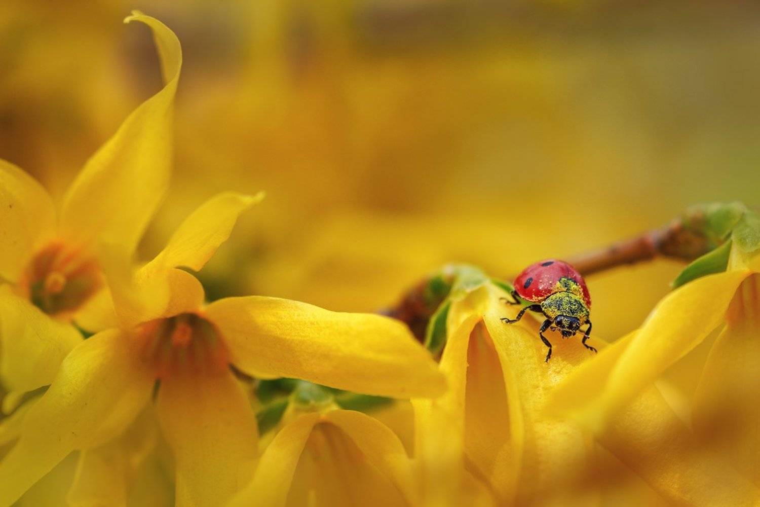 moment, момент, beautiful, красивый,  nature, природа, macro, макро, macro lens, tokina 100 macro, flowers, цветы, spring, весенние, yellow, желтые, forsythia, форзиция, insect, насекомое, redbug, букашка, ladybug, божья коровка, pollen, пыльца,, Наталья Терентьева