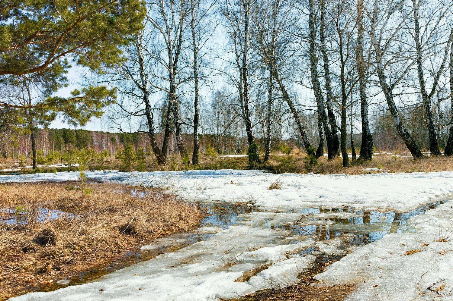 пейзаж, весна, природа, снег, лужи,  деревья, берёзы, сосны, Вера Лопатина