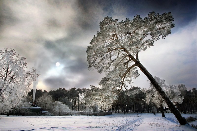 gomel belarus winter snow гомель беларусь зима снег дерево Зимнее спокойствие фото превью