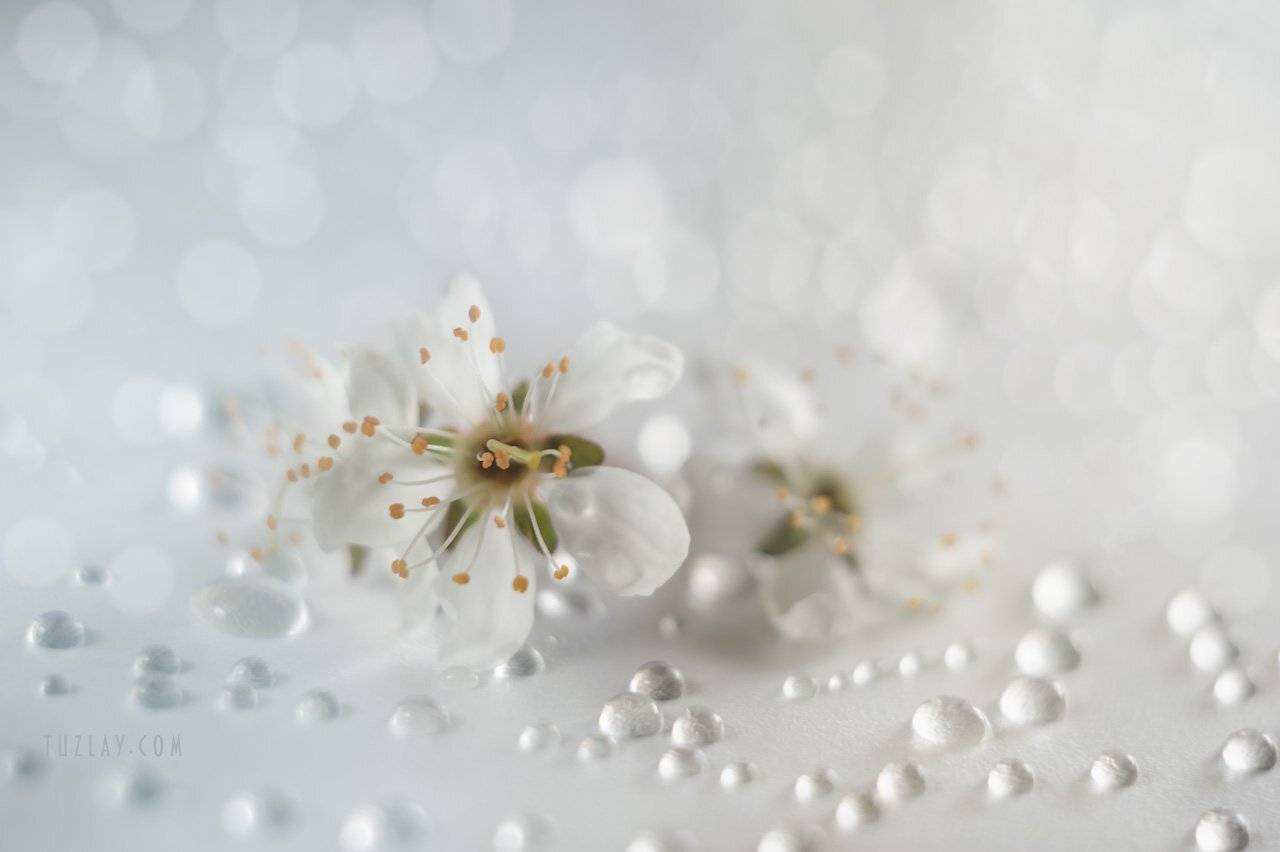 цветки сливы, капельки, боке, Владимир Тузлай