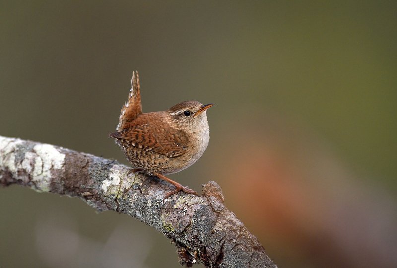 Крапивник. фото превью