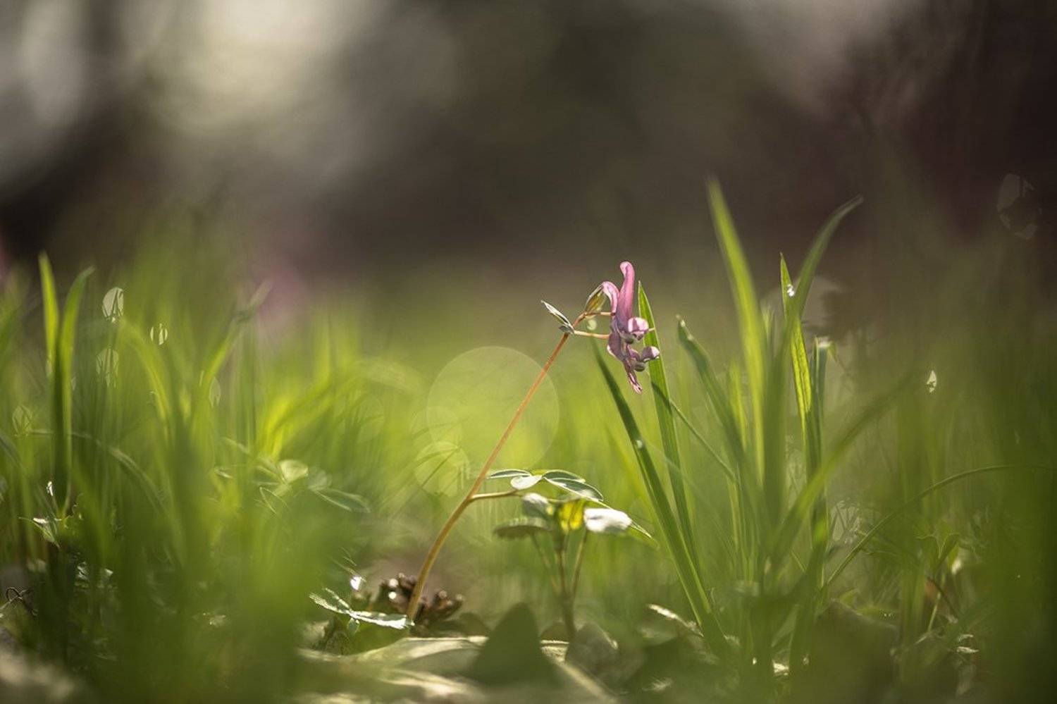 хохлатка, первоцвет, свет, апрель, весна, позитив, воронеж,, Геннадий Мещеряков