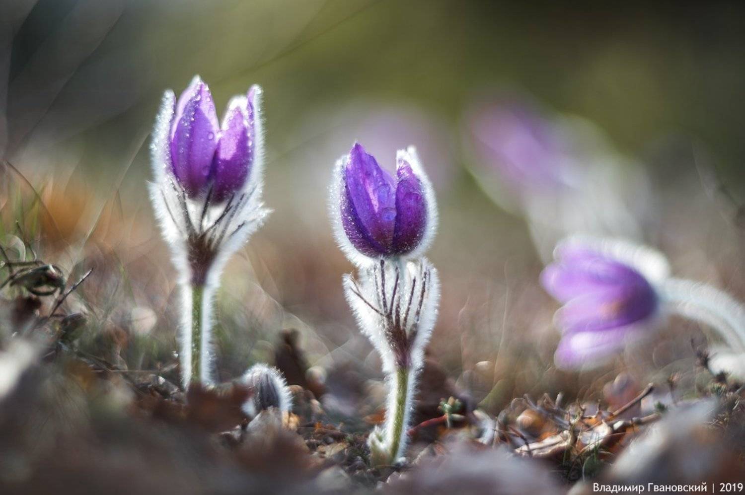 , Гвановский Владимир
