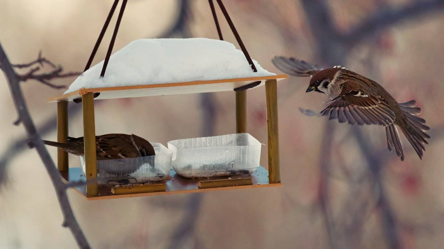 , Сергей Скоробогатов