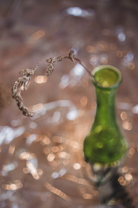 dry flowers фото превью