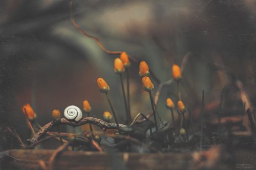 Пасмурная весна