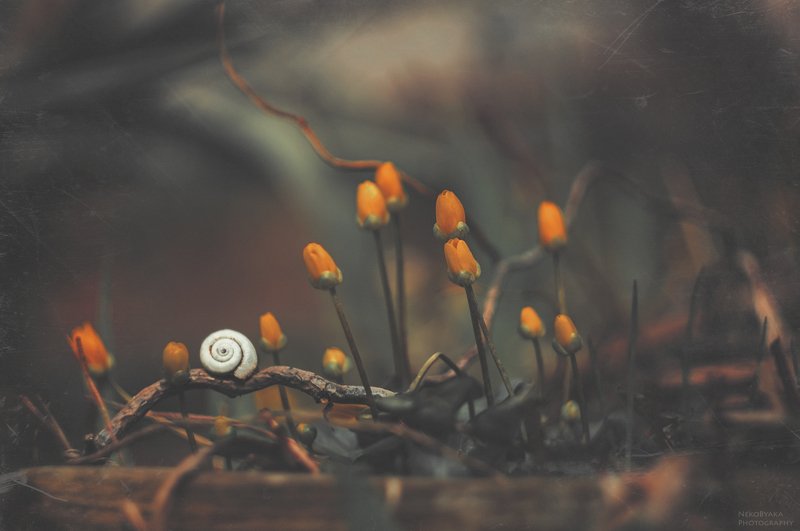 макро, природа, цветы, чистяк, улитка, весна, macro, nature, flowers, snail, spring, Пасмурная весна фото превью