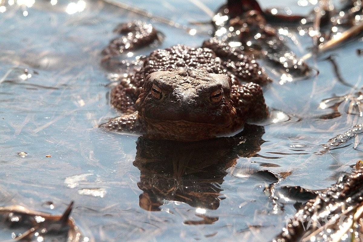 весна земноводные жаба апрель, Шангареев Марс