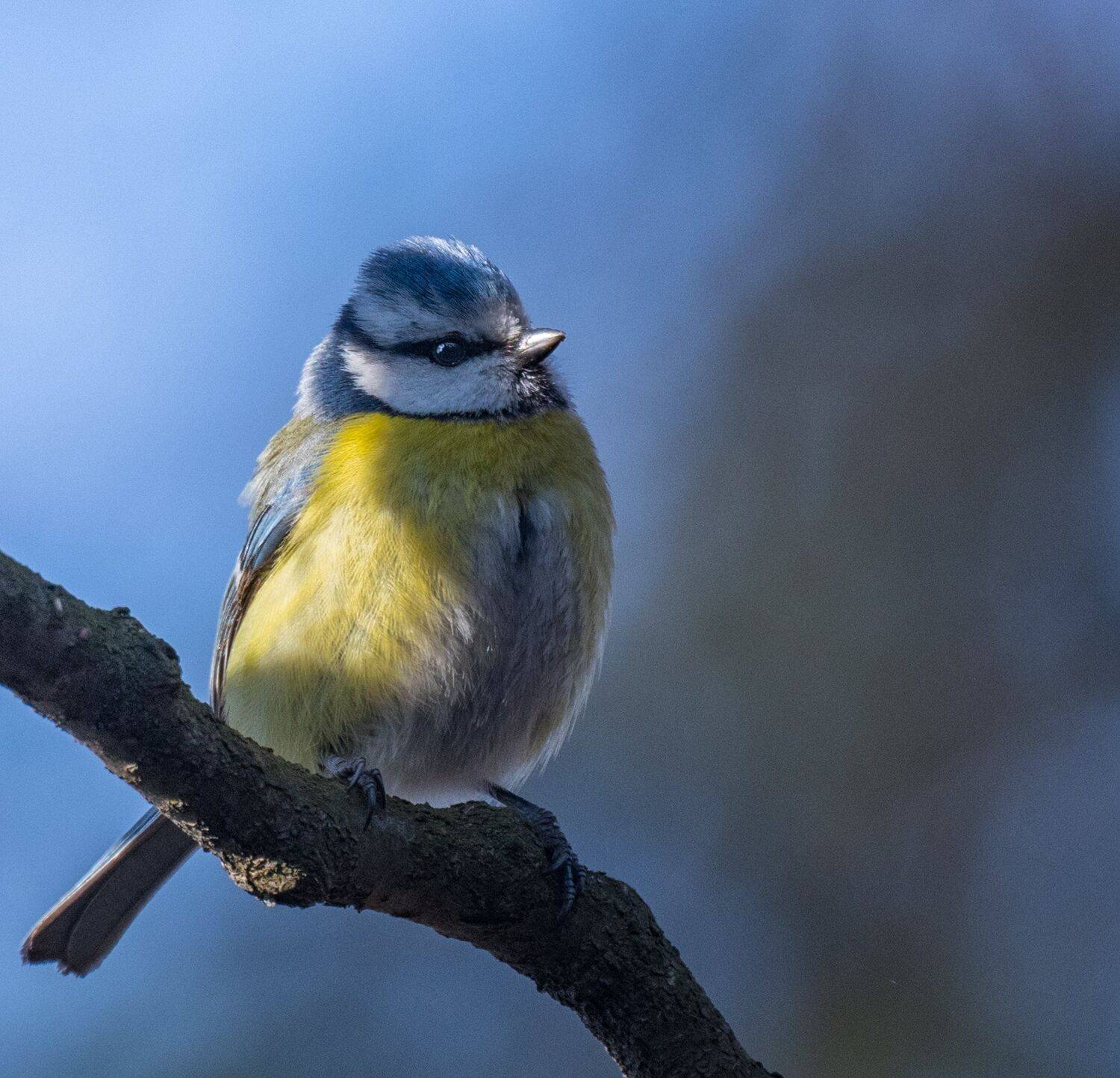 , Курлянцев Алексей