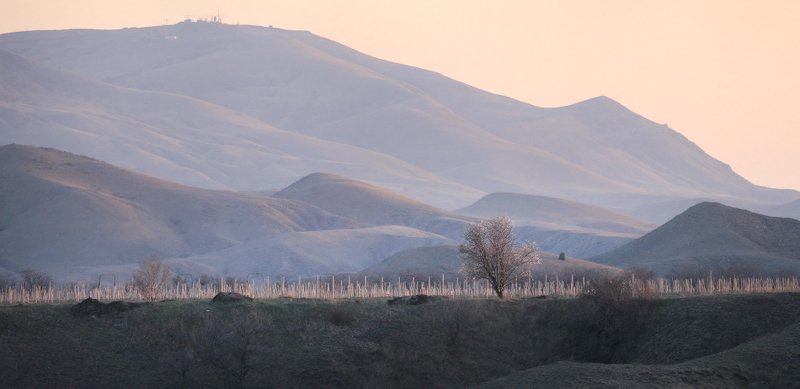 время цветения фото превью