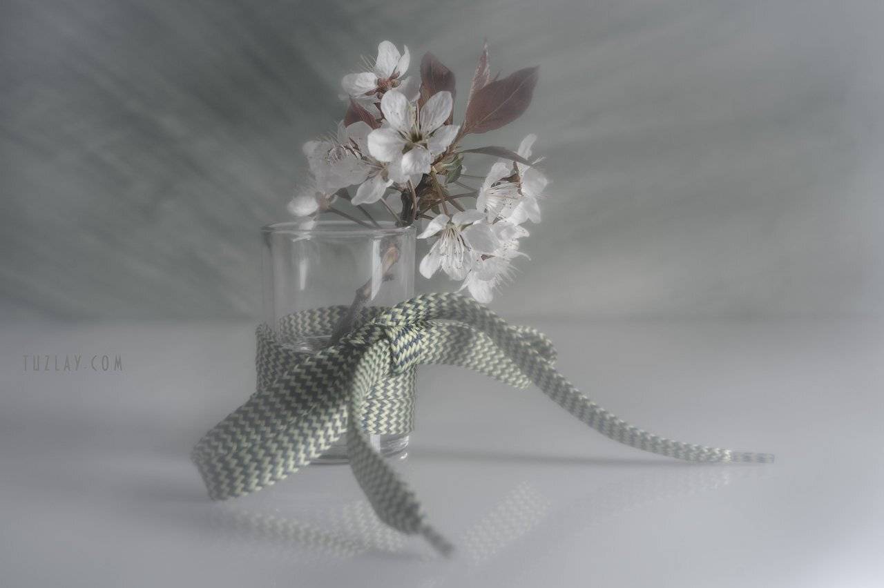 весна в стакане, белый цветки, цветки сливы, шнурок, Владимир Тузлай
