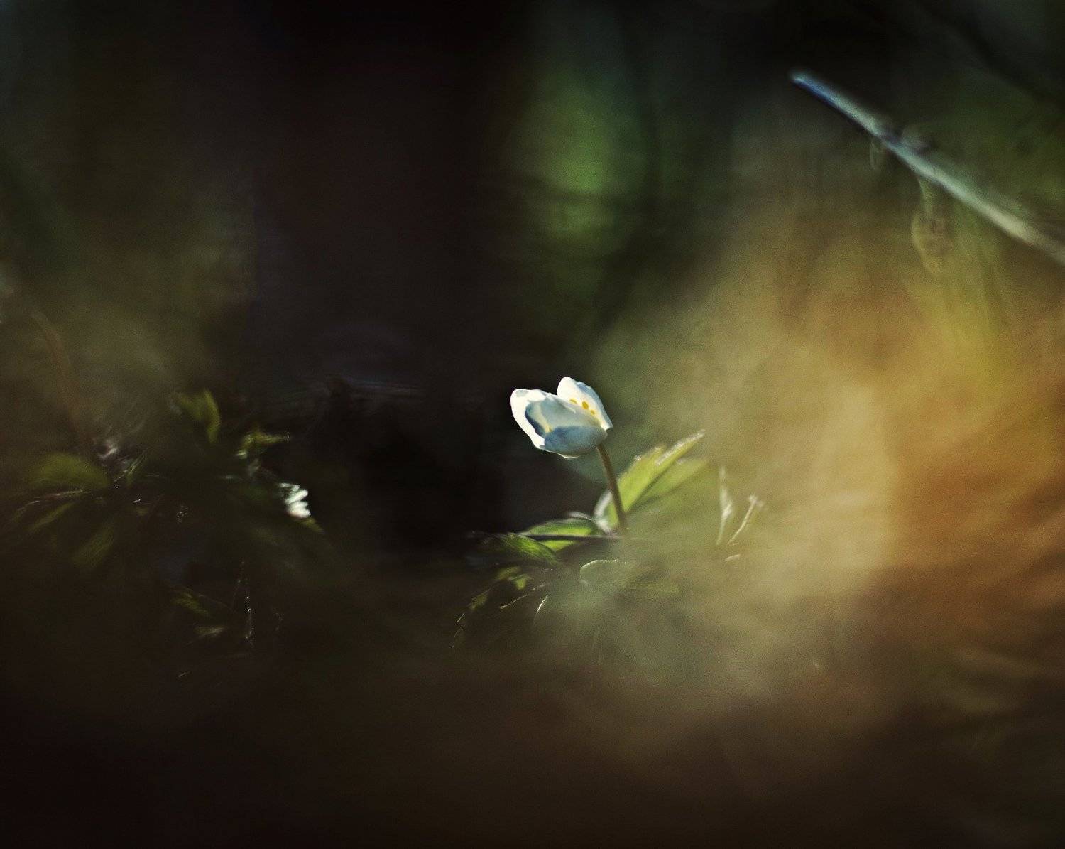 nature, flower, day, sun, white, red, photo, photography, Elein