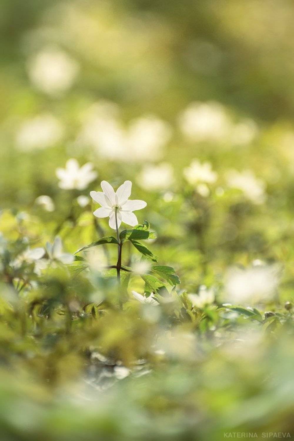 природа, весна, цветы, Сипаева Катерина