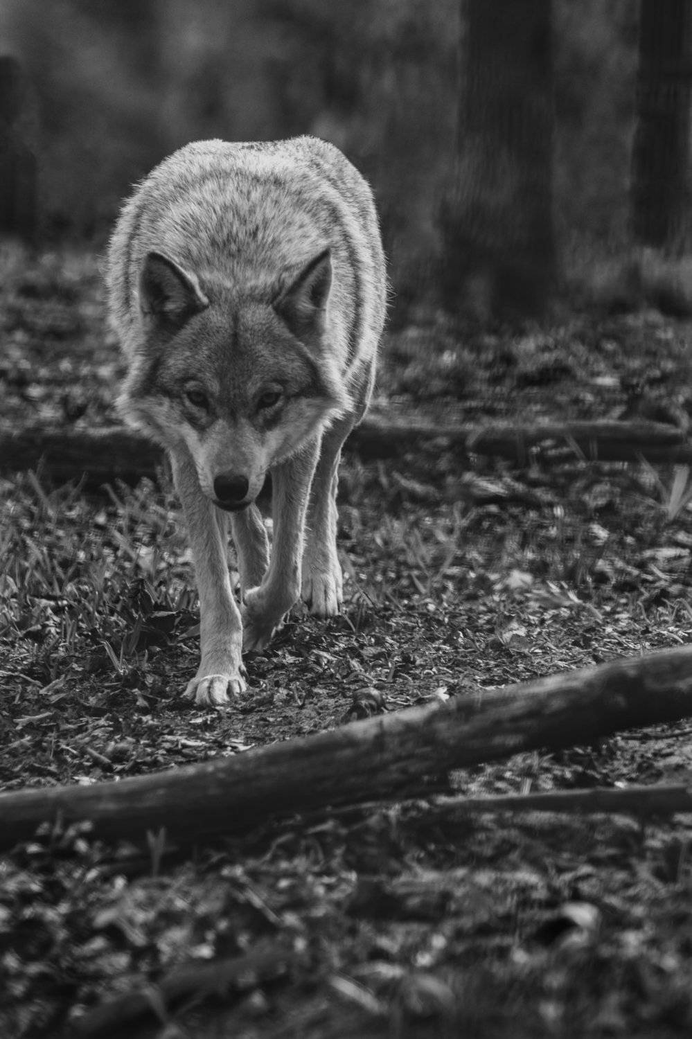 , Роман Рыжков