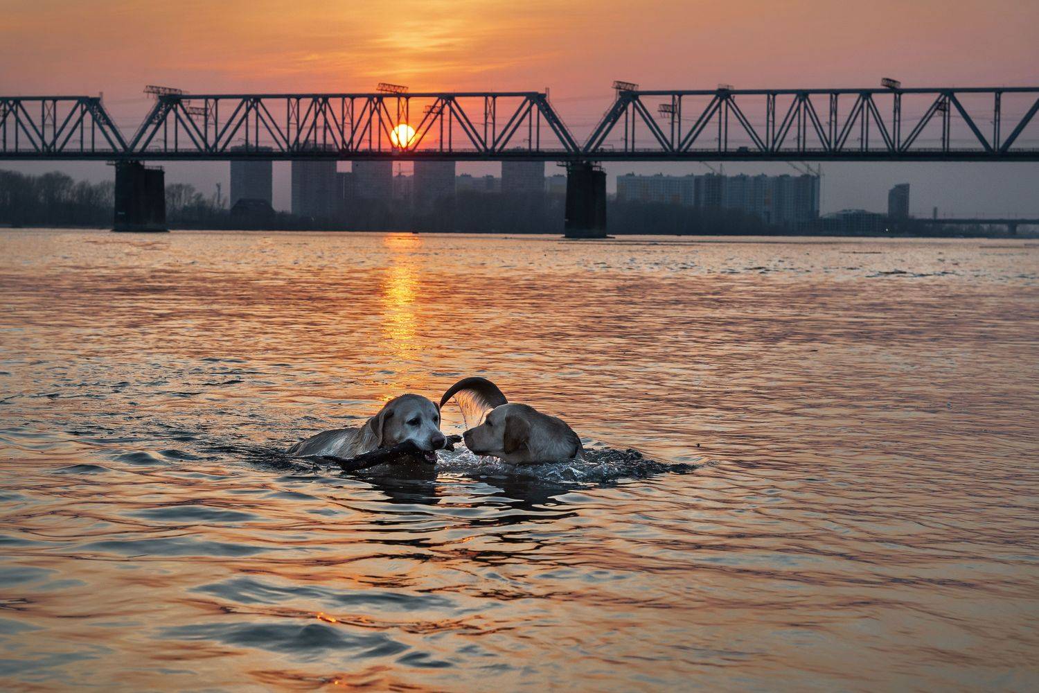 , Андрей Поляков