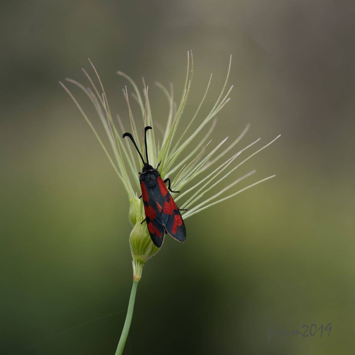 , Игорь ФУММ