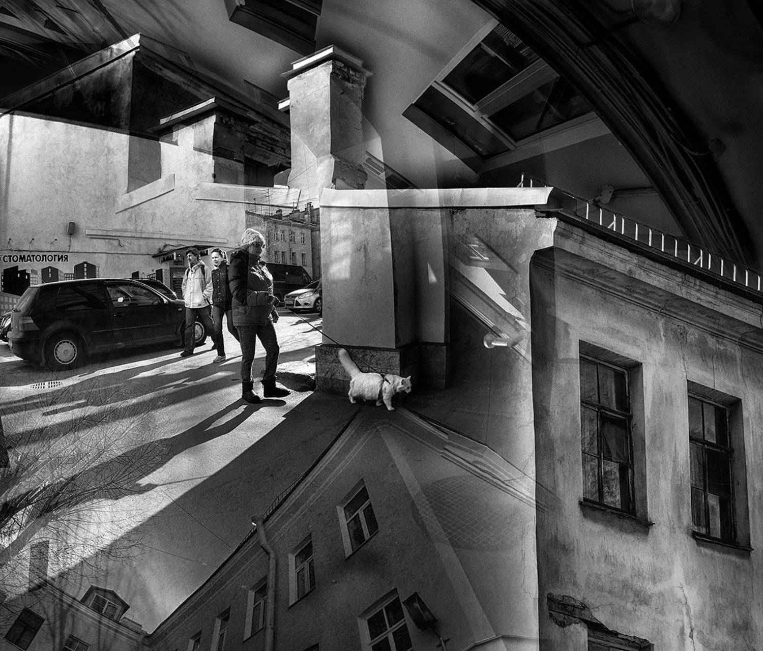 питер, дворы, кот, Ольга Александрова