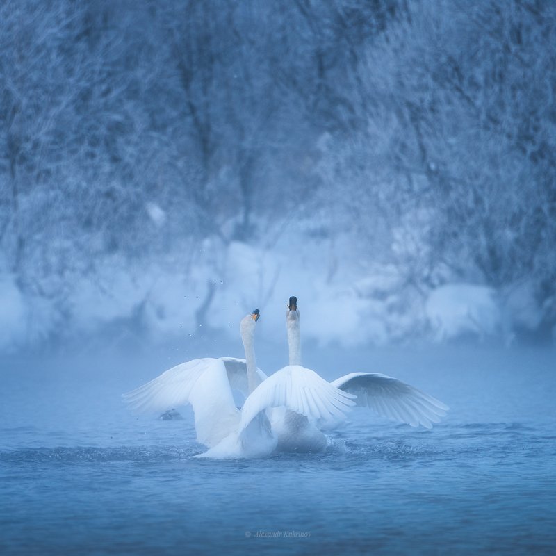 лебеди, алтай, зима Зовущие рассвет... фото превью