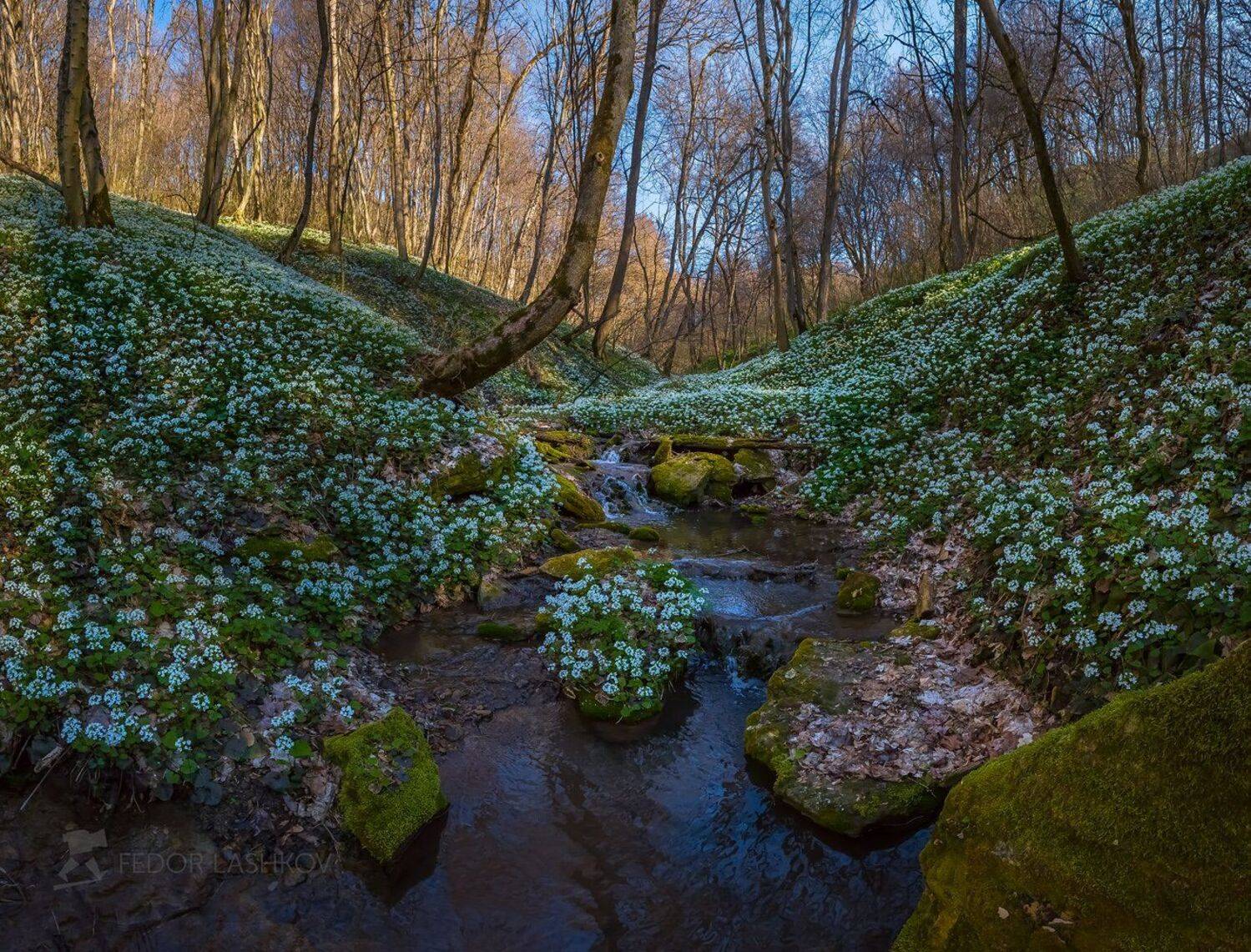 ставропольский край, путешествие, цветы, природа, флора, толстостенка крупнолистная, цветок, первоцветы, в лесу, лес, весна, ручей, камень, мох, вода, камни, Лашков Фёдор