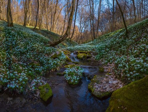 Ручей в весеннем лесу