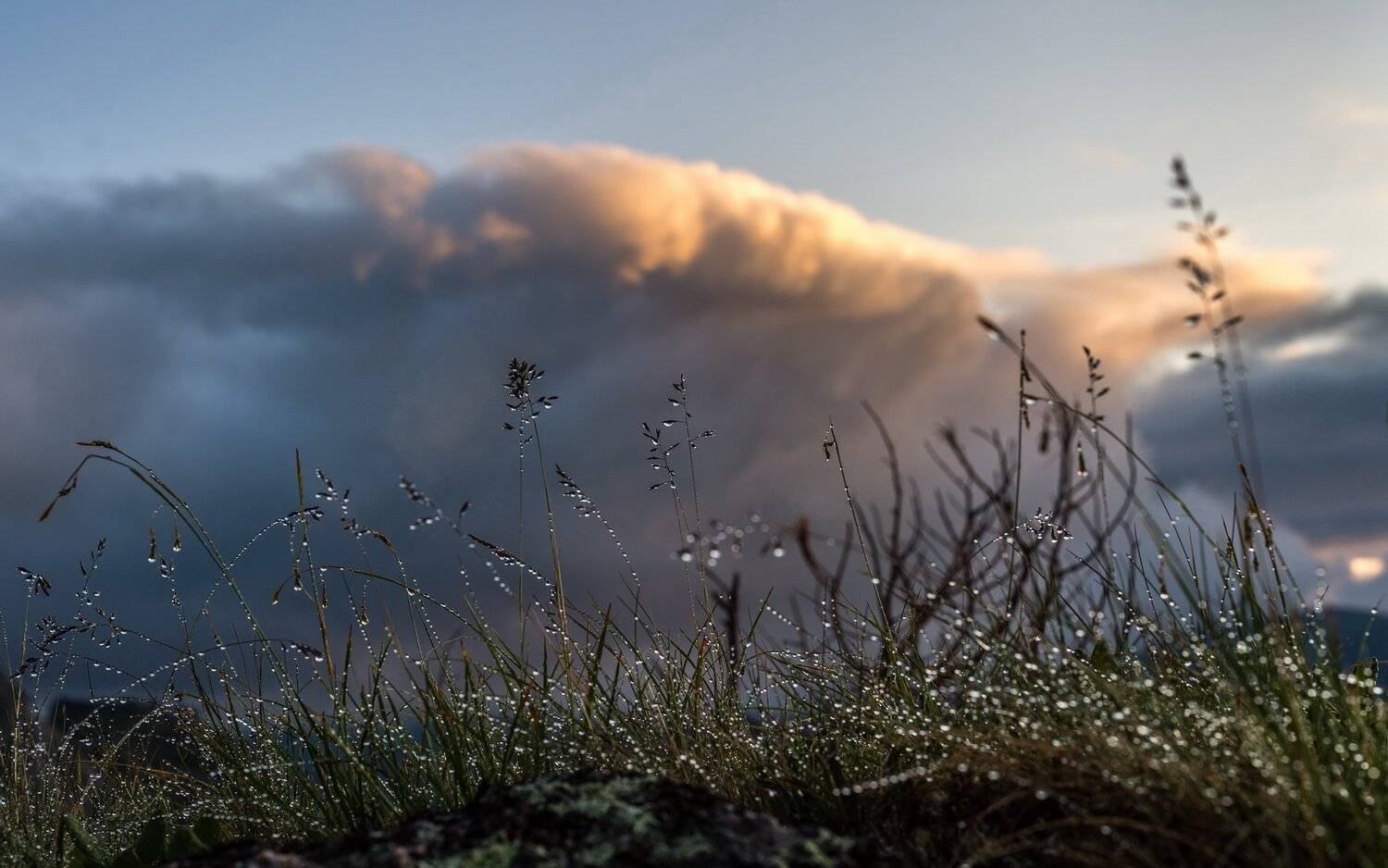 горы, сибирь, саяны, западный саян, ергаки, закат, тайга, ник васильев, облако, роса, Николай Васильев