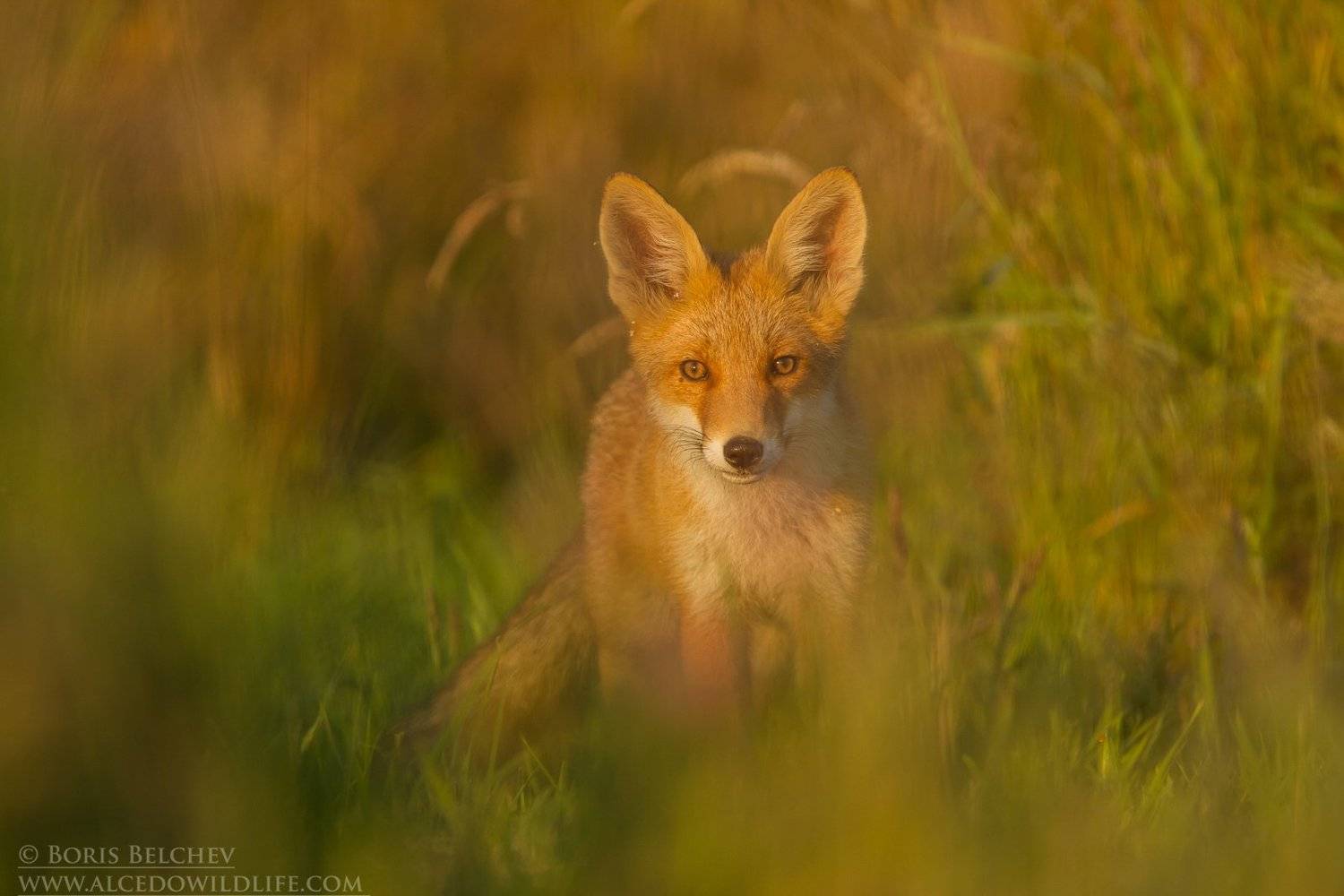 , Борис Белчев