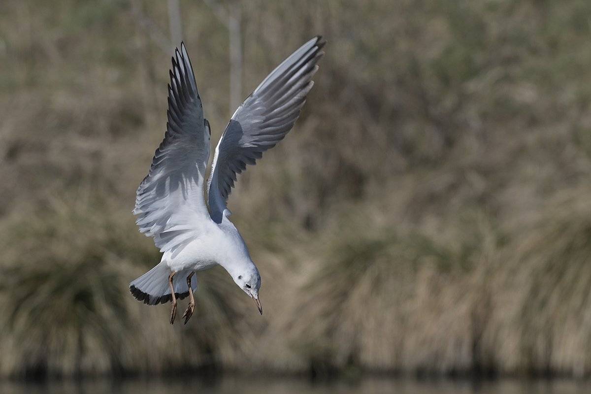 птицы birds slovakia, Jaroslav Mego