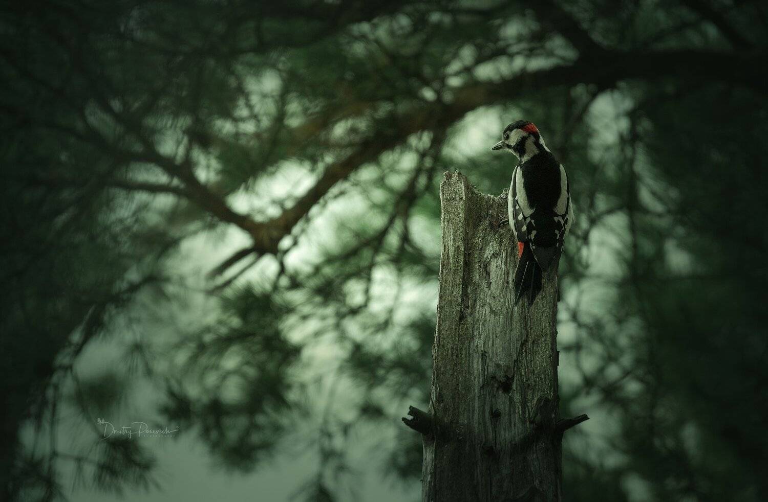 природа, лес, животные, птицы, Дмитрий Посевич