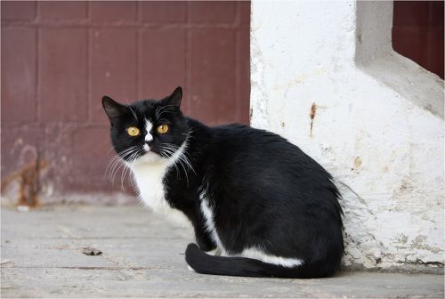 Эти глаза напротив...