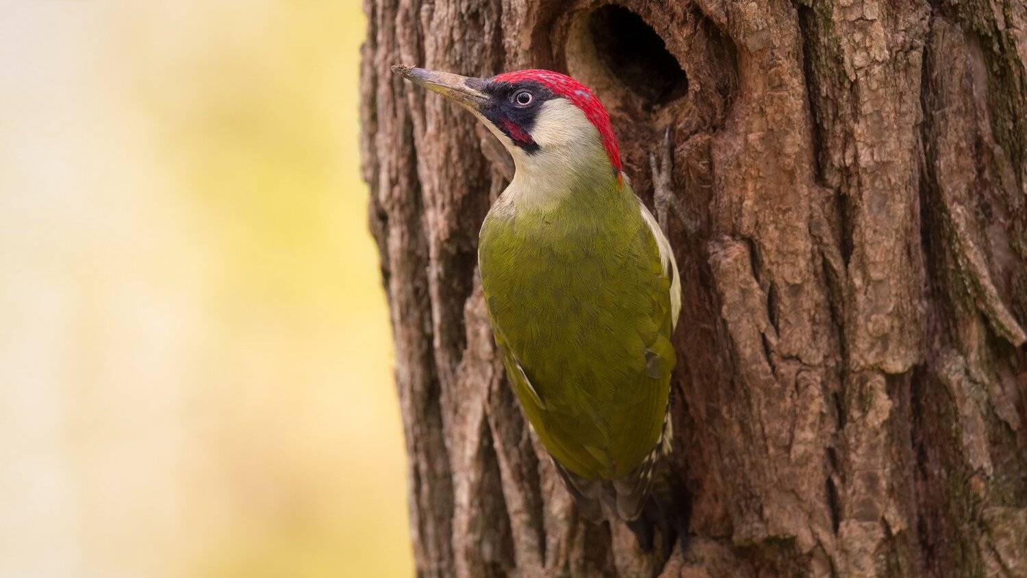 весна, Alexander Plekhanov