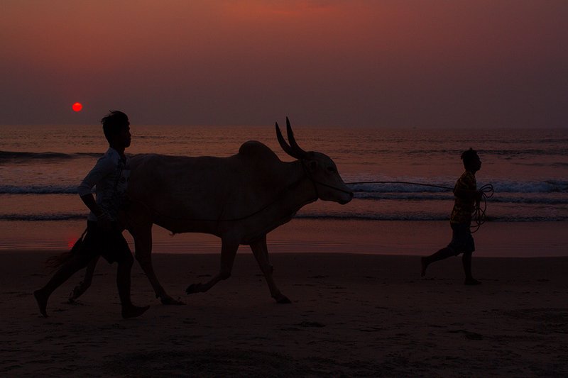 индия, жанр, жанровый портрет, стрит, india, street, genre, travel, estet mf, saratov, саратов, гоа, goa >>> фото превью