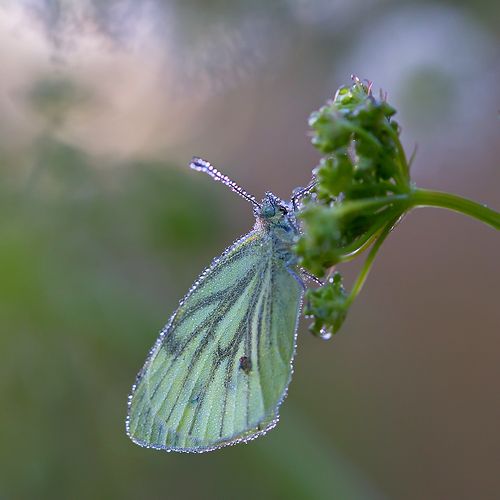 Утро, умытое росой