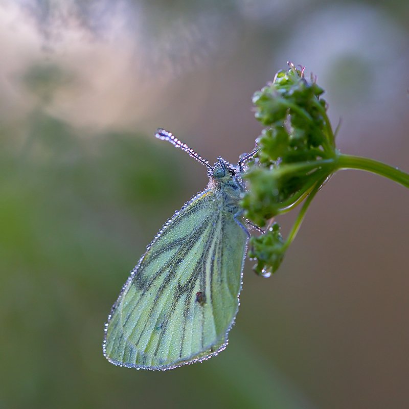 бабочка, насекомое, макро, роса, природа, утро Утро, умытое росой фото превью