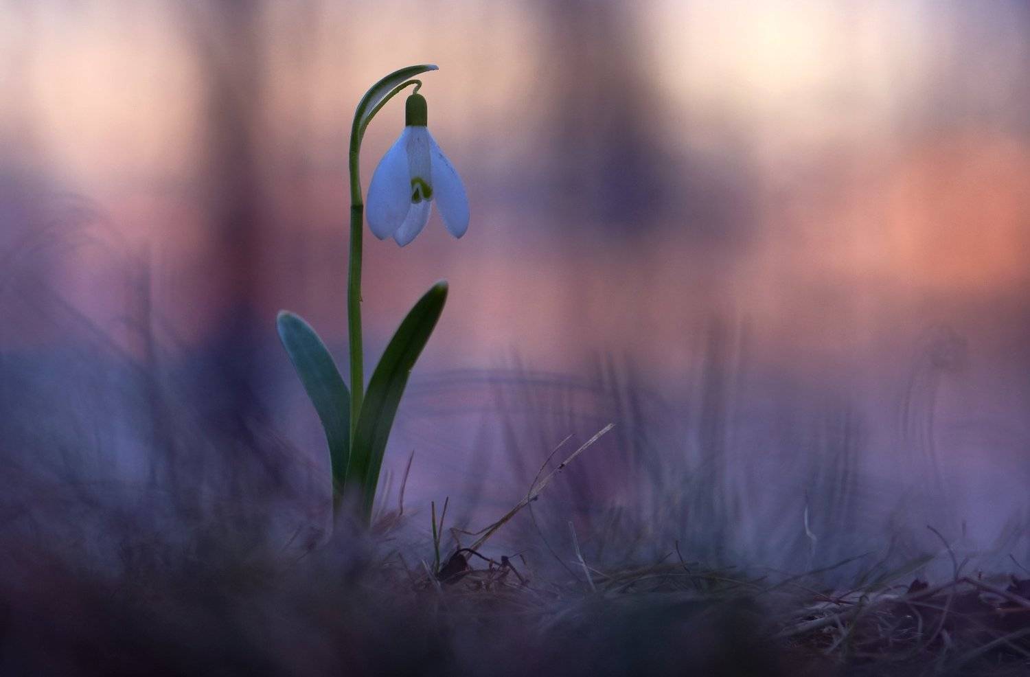 , Макеев Алексей