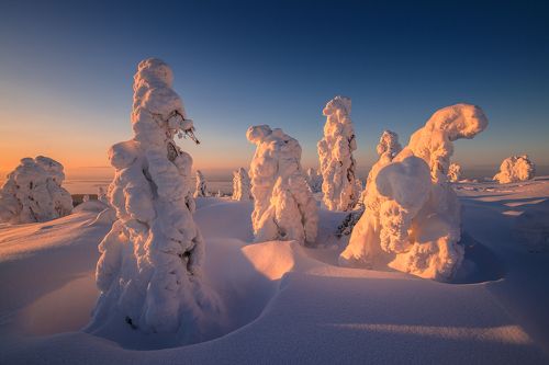 Февральские снежники.