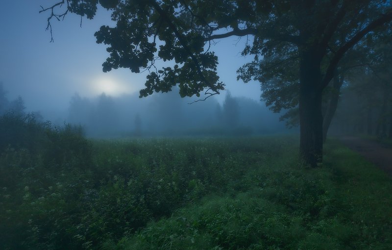 питер, пейзаж, природа, рассвет, туман Ожидание. . . фото превью