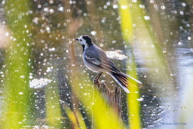 Звездная сказка лета / The Starry Fairytale of Summer фото превью