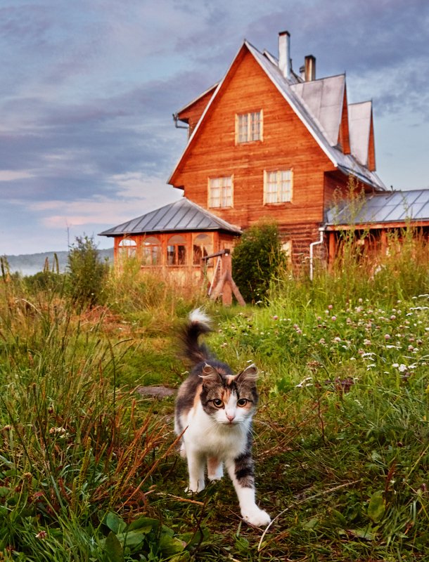 коты Деревенские коты фото превью