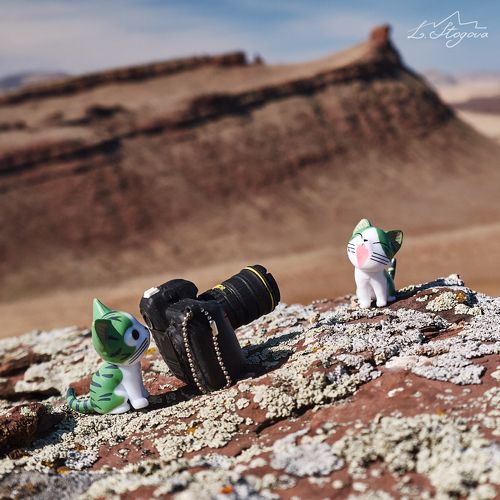 Кошки в путешествии по Хакасии