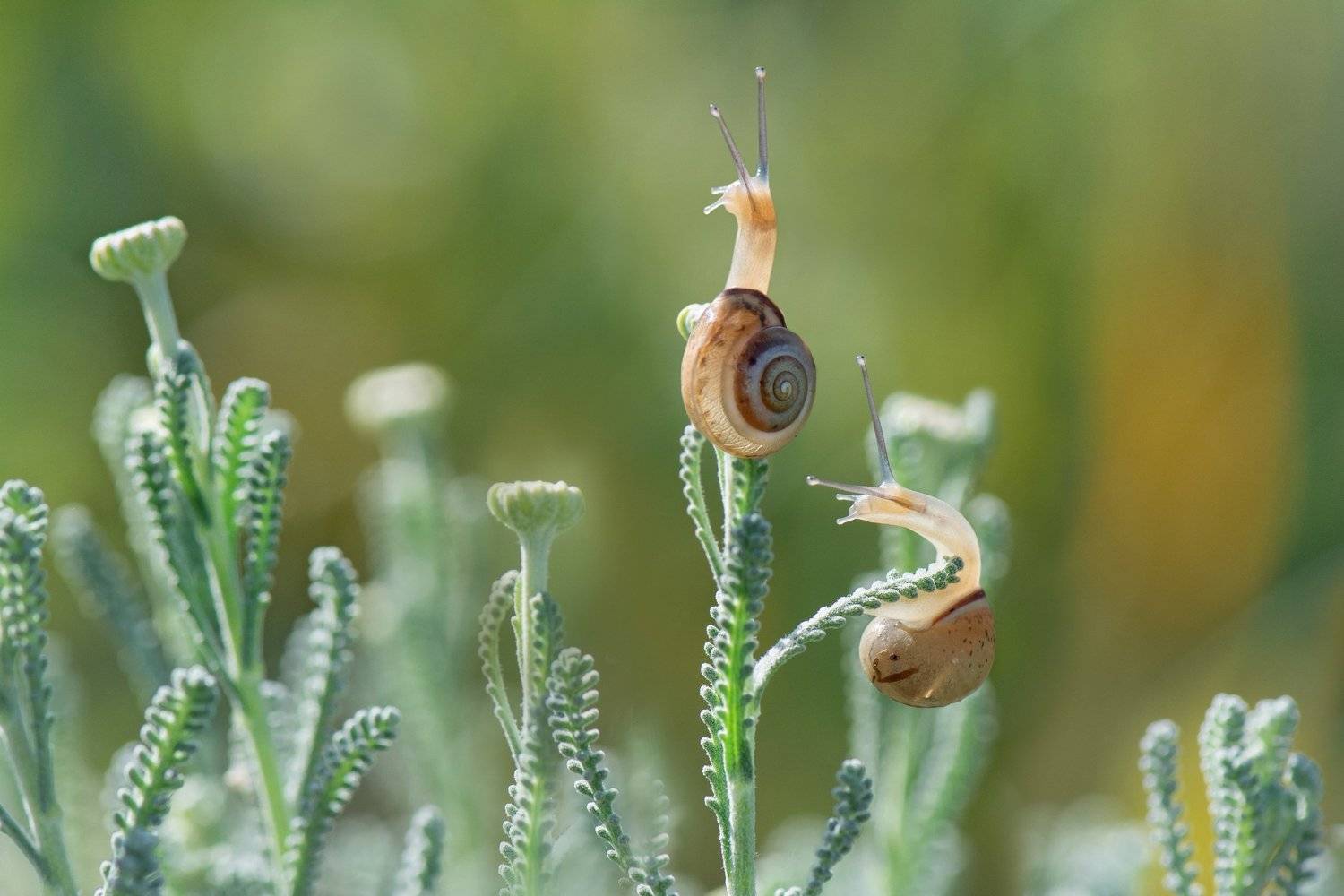 улитки, апрель, утро, Людмила Бекман