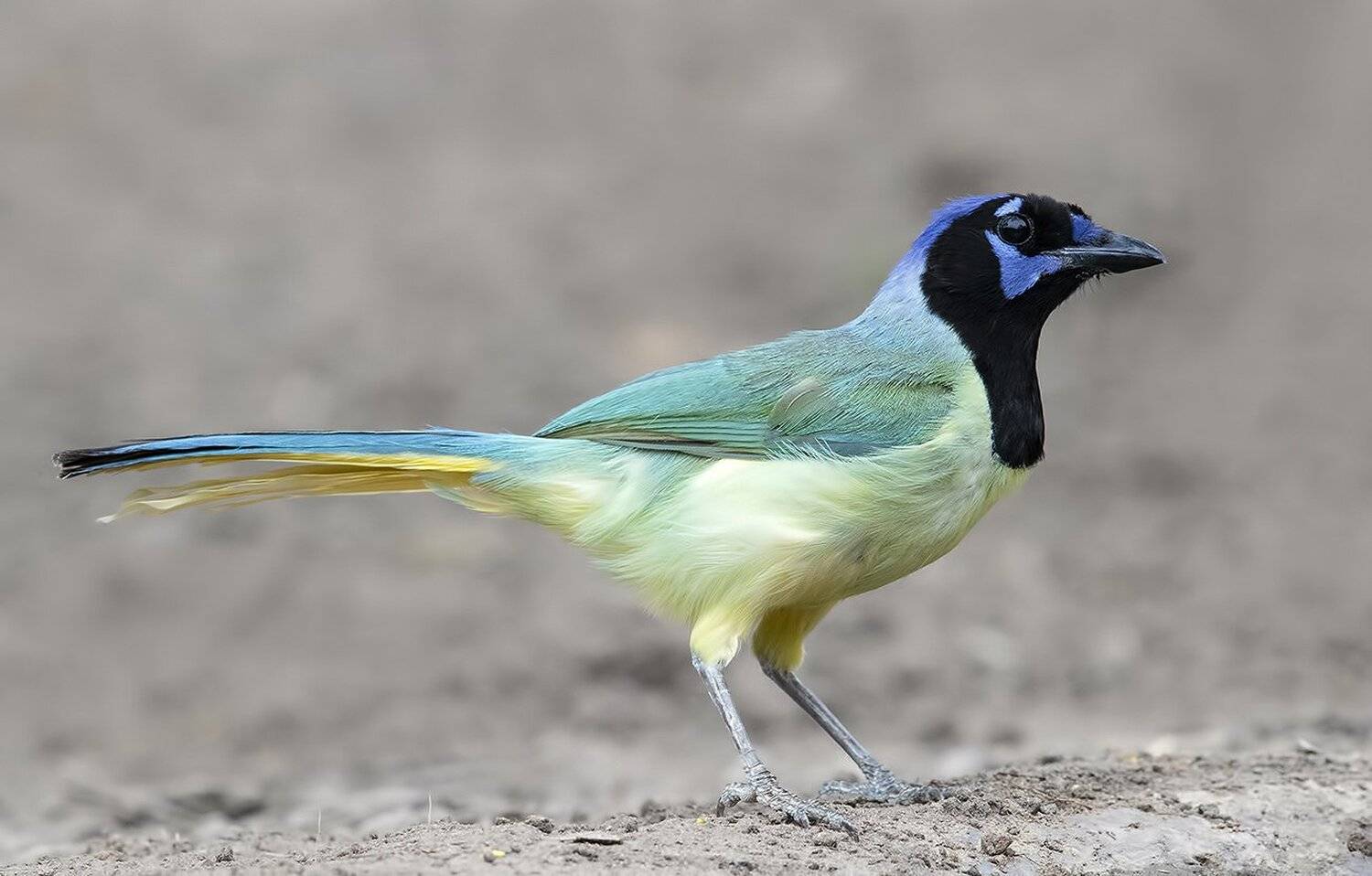 перуанская разноцветная сойка, green jay, сойка, jay, texas, Elizabeth Etkind