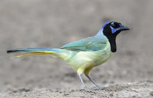 Зелёная Перуанская разноцветная сойка - Green Jay