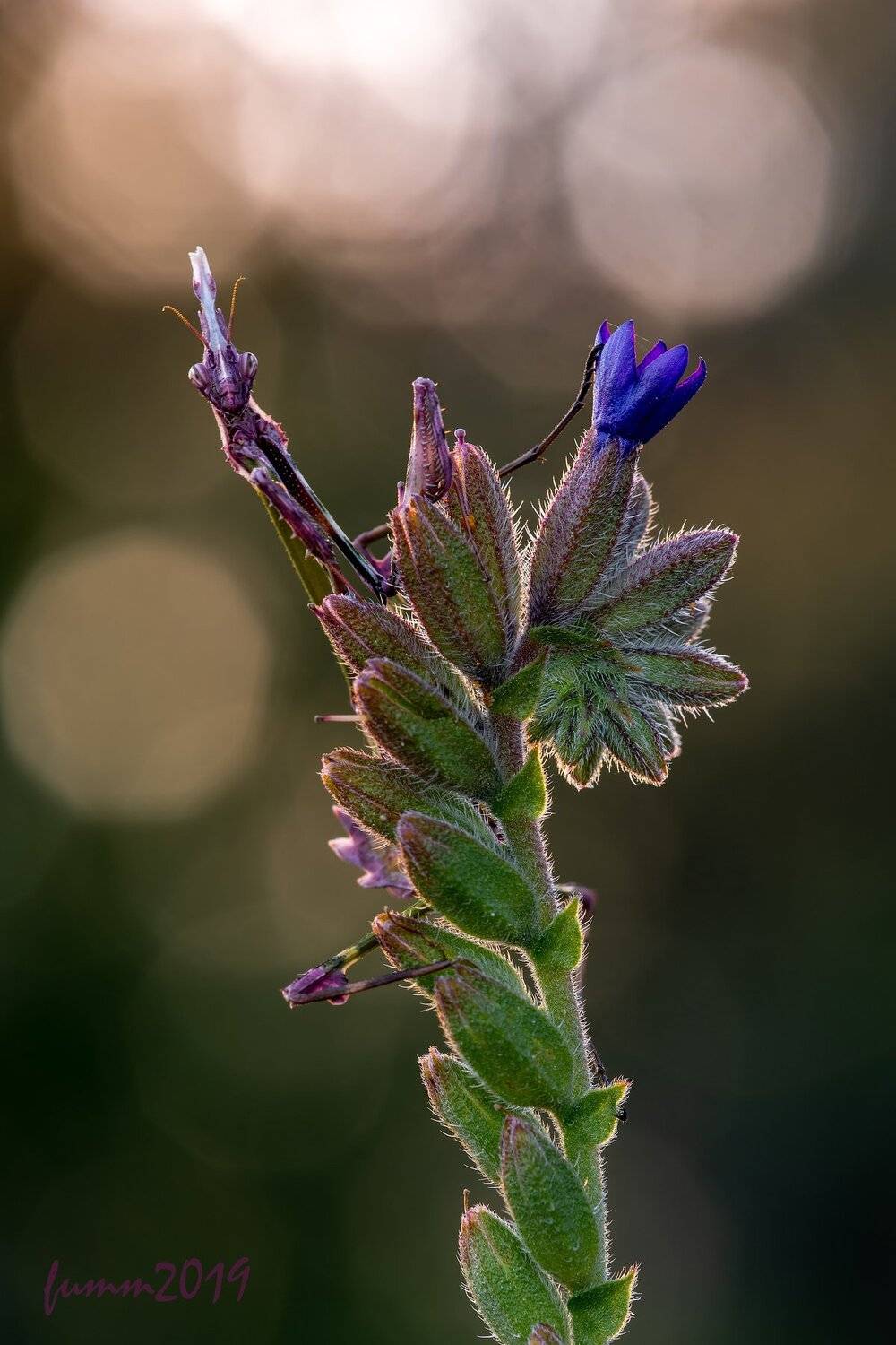 , Игорь ФУММ