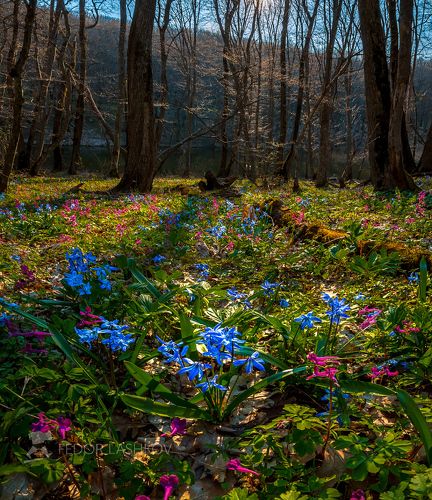 Волшебство весеннего дня!